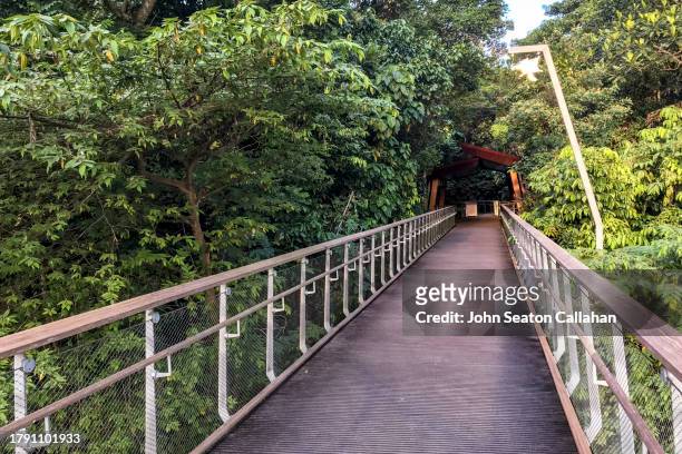 singapore, bukit timah nature reserve - bukit timah nature reserve stock pictures, royalty-free photos & images