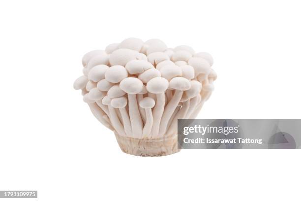 white beech mushroom, shimeji mushroom, isolated on white background, - white mushroom ストックフォトと画像