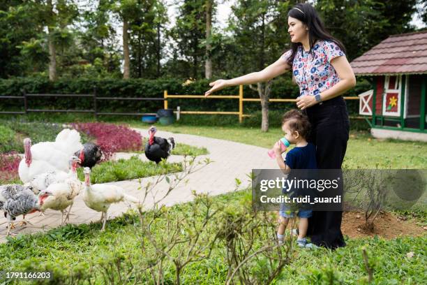 family with chickens, turkey and pigeon at small home farm - chinese eating backyard stock pictures, royalty-free photos & images