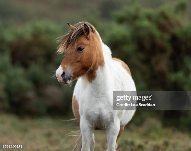 new forest pony - pony 個照片及圖片檔