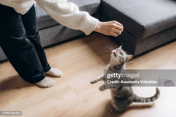 young woman gives her domestic cat treats - feeding cat stock pictures, royalty-free photos & images