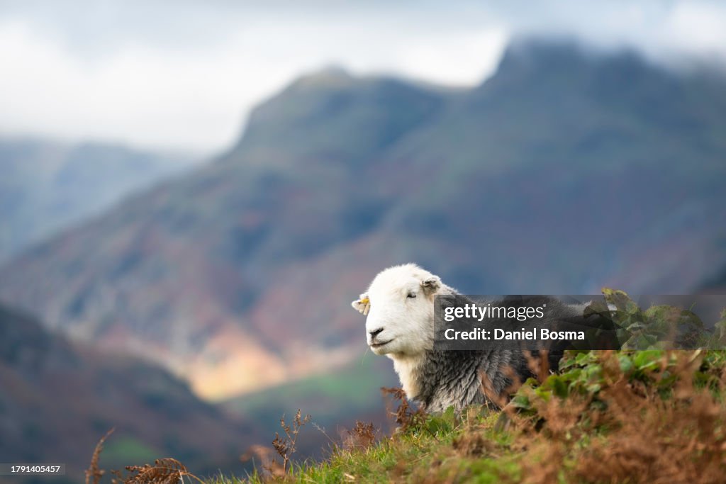Sheep in English Lakes District mountains