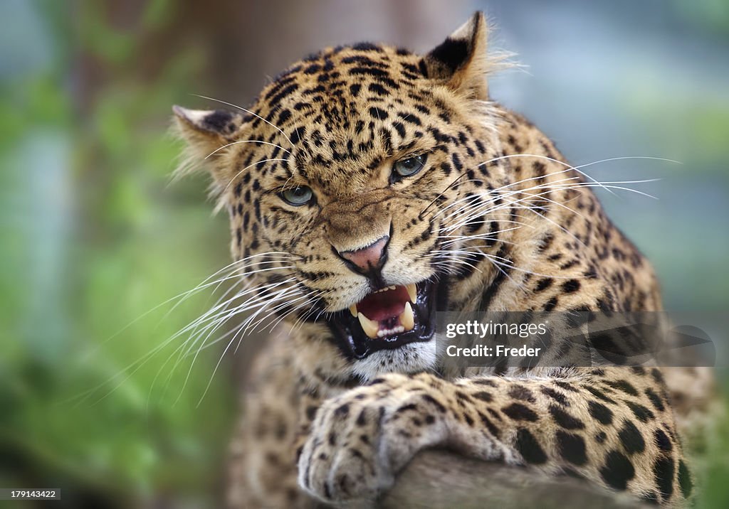 Leopardo agresivos