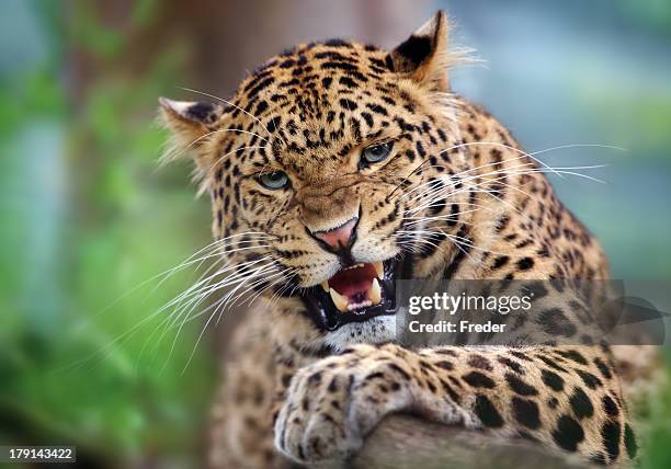 aggressive leopard - leopard stockfoto's en -beelden