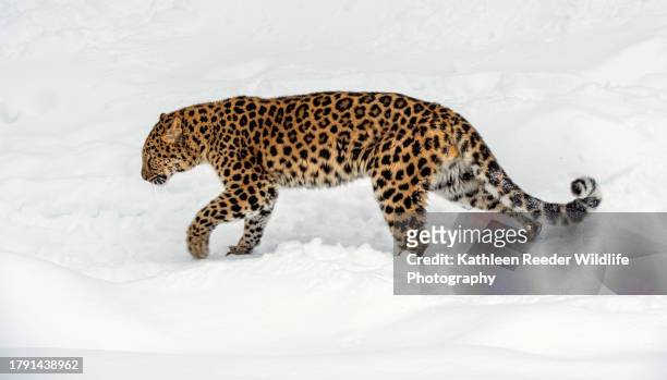 amur leopard - snow leopard stock-fotos und bilder