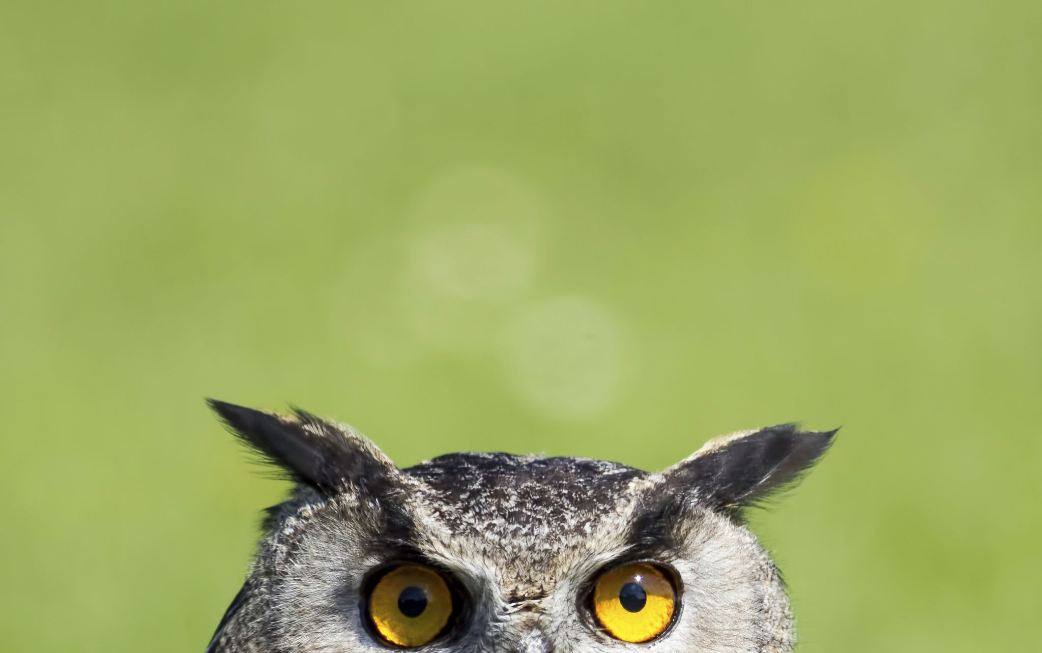 owl learning
