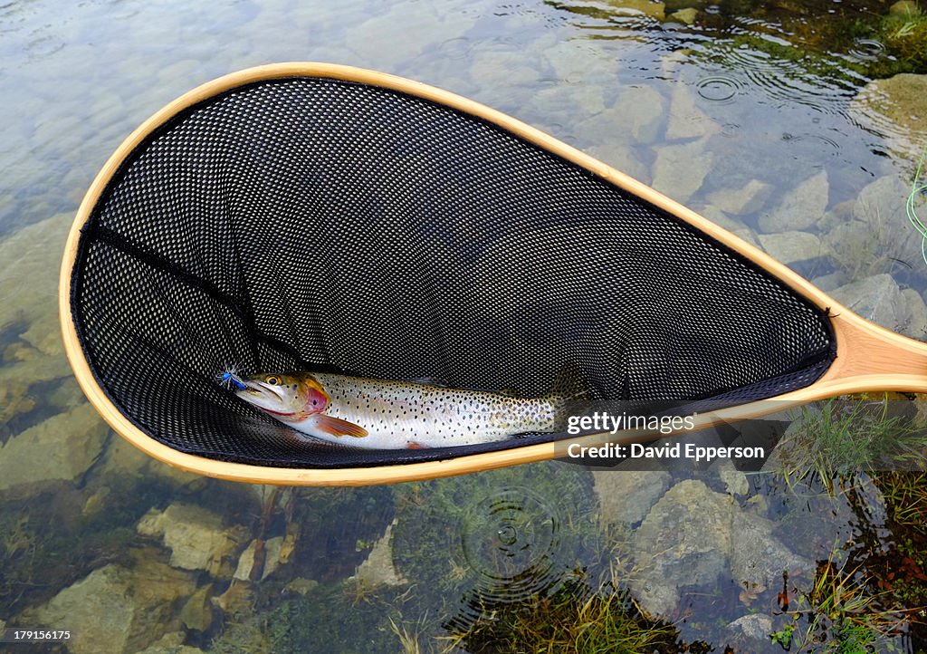 Trout in net at alpine lake
