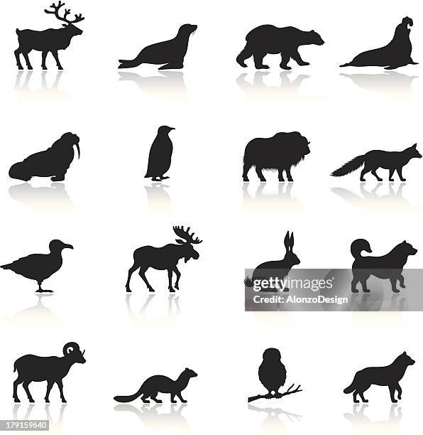 polar tiere-set-icon - black fox stock-grafiken, -clipart, -cartoons und -symbole