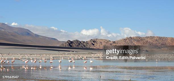 flamingos at laguna grande - catamarca stock pictures, royalty-free photos & images