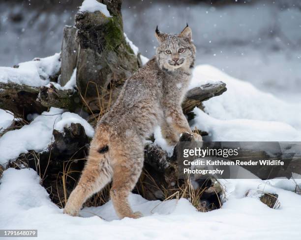 canada lynx - canadian lynx fotografías e imágenes de stock