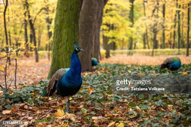 vibrant plumage of peacocks contrasts with autumn foliage, creating a surreal kaleidoscope in the heart of park - kaleidoscope heart stock pictures, royalty-free photos & images