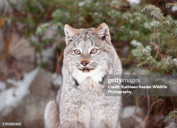 canada lynx - canadian lynx stock pictures, royalty-free photos & images