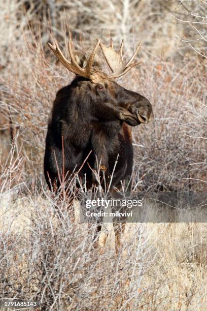 bull moose - a shiras moose stock pictures, royalty-free photos & images