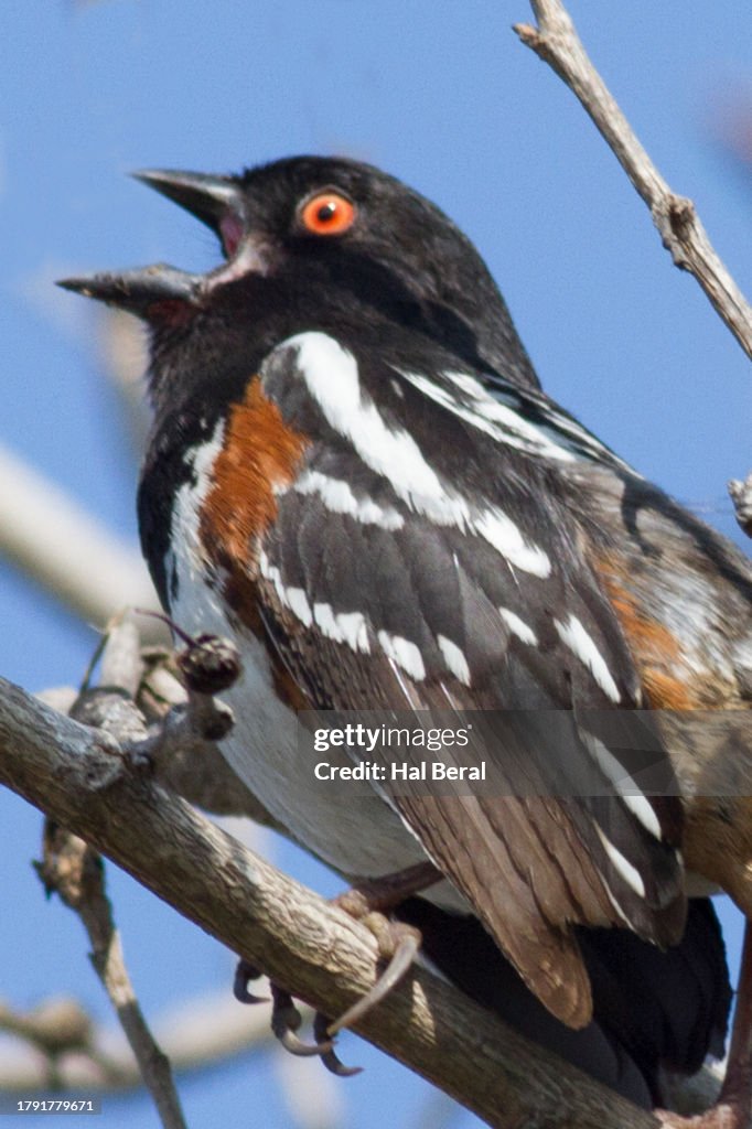 Spotted Towhee calling close-up