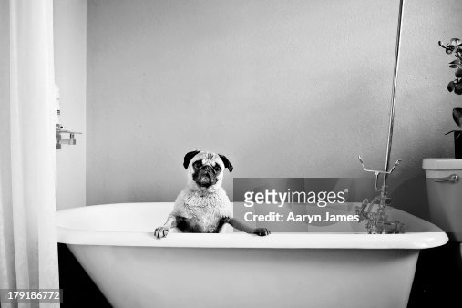 451 Black And White Pug Stock Photos, High-Res Pictures, And Images - Getty  Images
