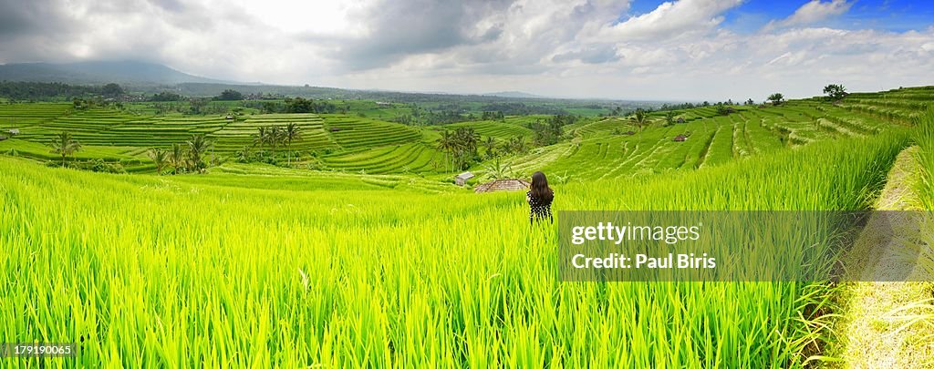 Jatiluwih Rice Fields