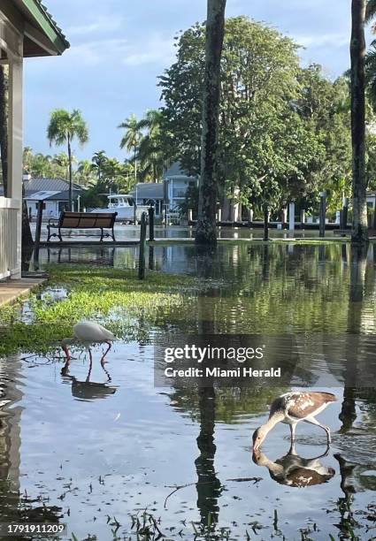 The ibis take advantage of the flooding at Lewis Landing Park in the Tarpon River neighborhood of Fort Lauderdale, Florida, on Thursday, Nov. 16,...