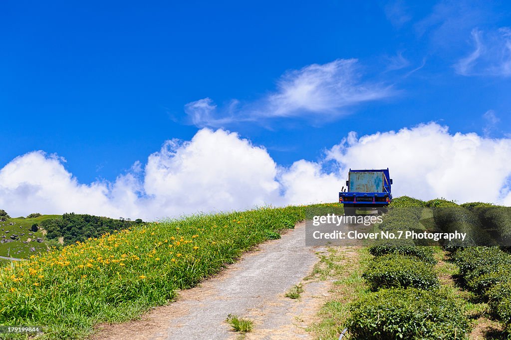 Blue minivan in the lily flower fields.