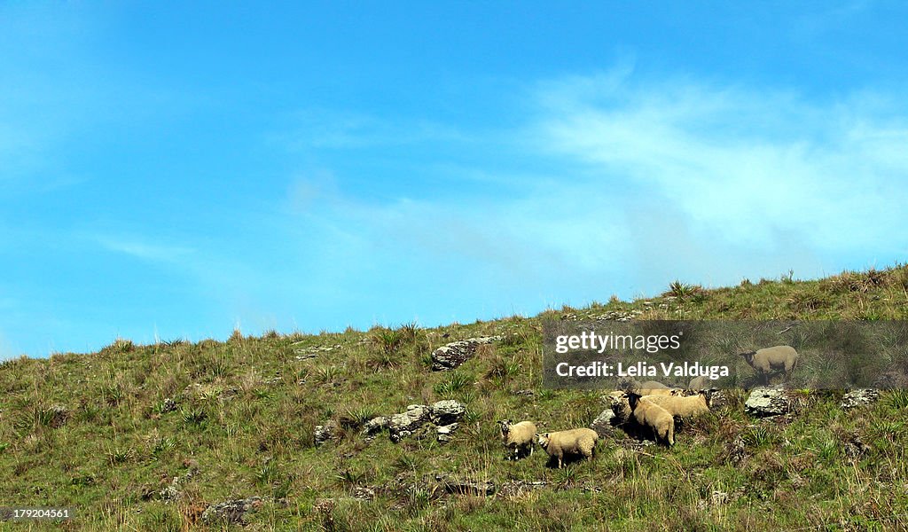 Grazing sheep in the fields gauchos!