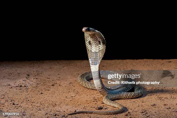 indian cobra - naja naja naja fotografías e imágenes de stock