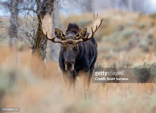 big roaming moose - bull moose jackson stock pictures, royalty-free photos & images