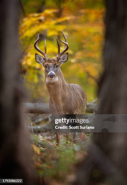 autumn white tail buck - white tail buck stock-fotos und bilder