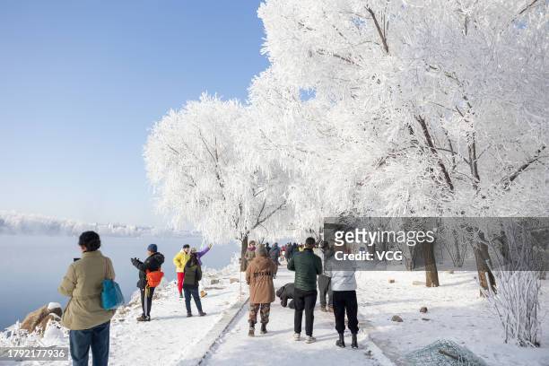 Toursits enjoy rime-covered trees along the Songhua River on November 12, 2023 in Jilin, Jilin Province of China. Jilin rime is regarded as one of...