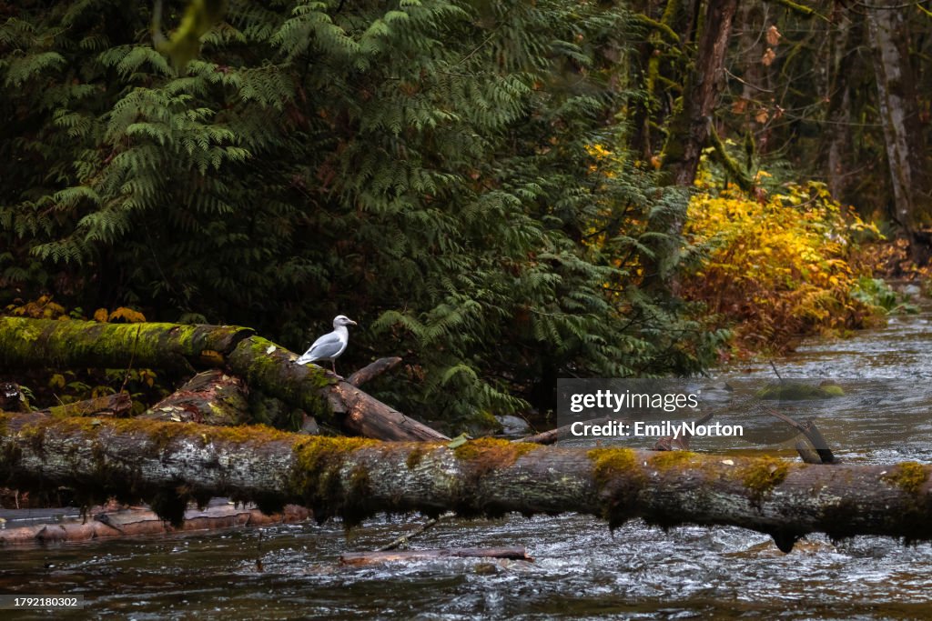 Goldstream Provincial Park, Vancouver Island
