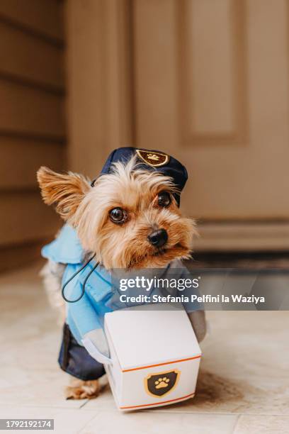 dog dressed up as mailman on front door - funny halloween cartoon stock-fotos und bilder
