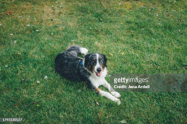 australian shepherd dog in grass, happy dog lawn, senior pet - australian shepherd stock pictures, royalty-free photos & images