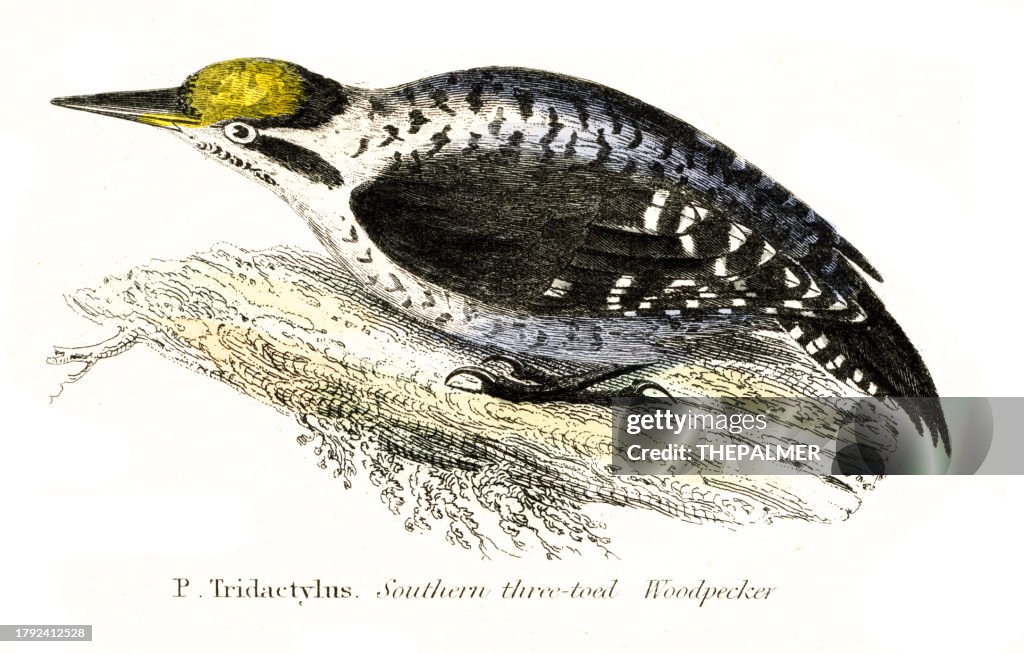 Ilustración del pájaro carpintero garganta del sur 1862