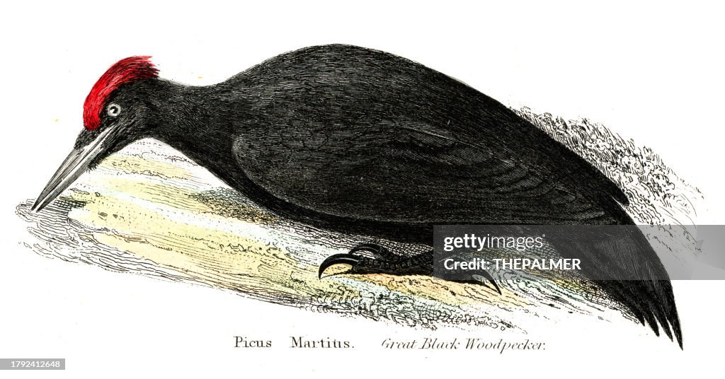 Great black woodpecker illustration 1862