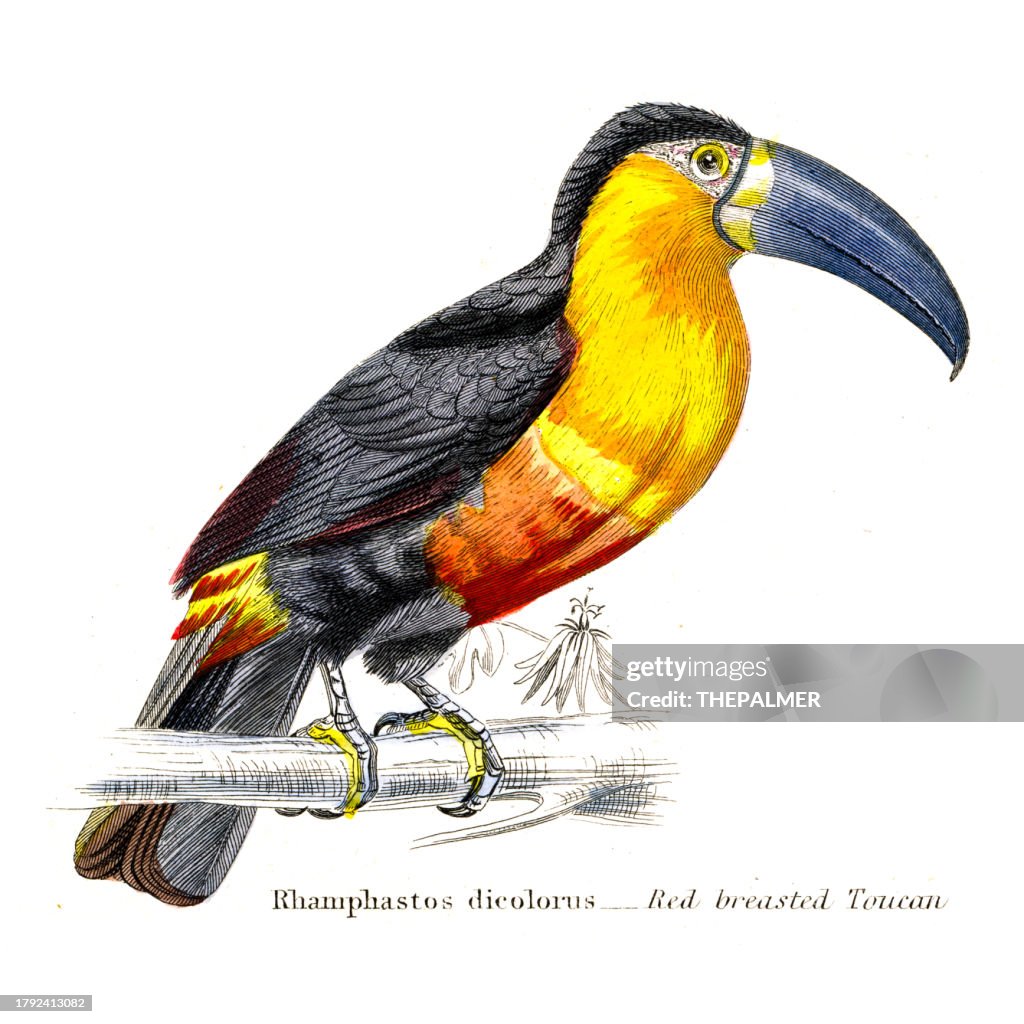 Ilustração do tucano de peito vermelho 1862