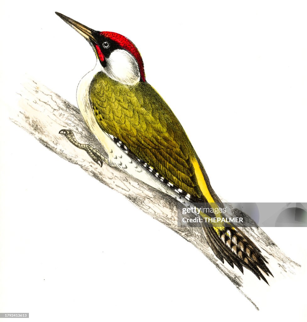 Ilustración del pájaro carpintero verde europeo 1862