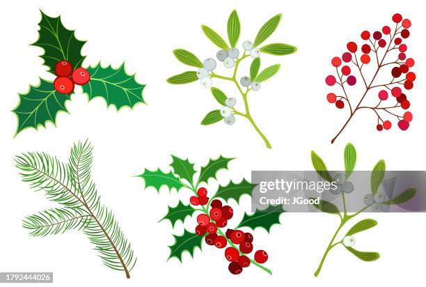 illustrations, cliparts, dessins animés et icônes de ensemble de plantes de noël - houx