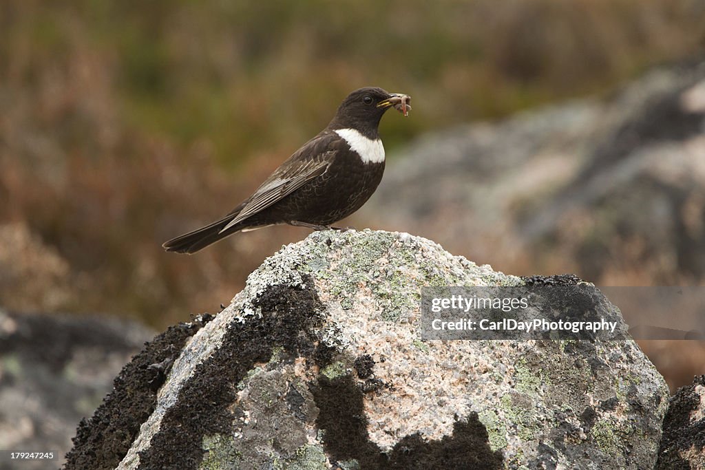 Photograph of a male ring ouzel with a worm in its mouth