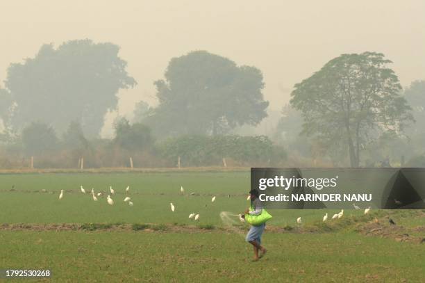 Farmer spreads fertiliser in a wheat field amid smoggy conditions on the outskirts of Amritsar on November 20, 2023.