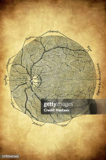 illustrazioni stock, clip art, cartoni animati e icone di tendenza di il modello di illuminazione della base oculare pigmentata - human artery