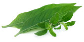 Medicinal herbs – Tulsi and Basak leaves
