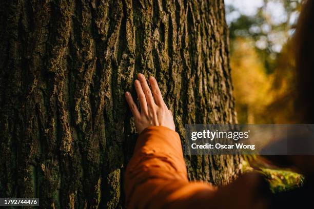 caring the nature and forest environmental - tree trunk stock pictures, royalty-free photos & images