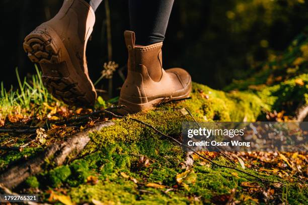 close-up of woman’s foot in hiking boots walking on tree trunk covered with moss - moss stock pictures, royalty-free photos & images