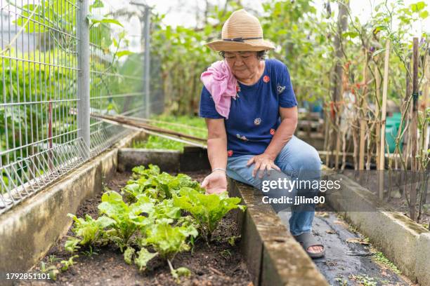 asian senior woman nurturing her lettuce plants in an urban home garden. organic homegrown joy, senior adult embracing retirement life in the urban garden oasis - urban garden stock pictures, royalty-free photos & images