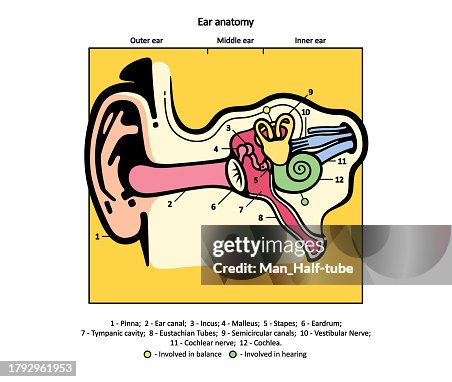 Turkey Auditory Systems Human Auditory System High-Res Vector Graphic - Getty Images