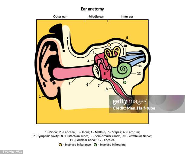 human auditory system - inner ear stock illustrations