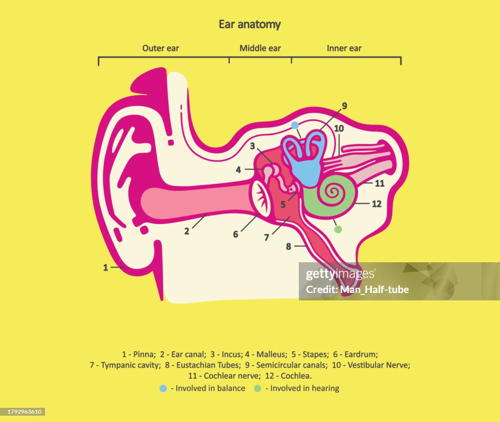 Human auditory system