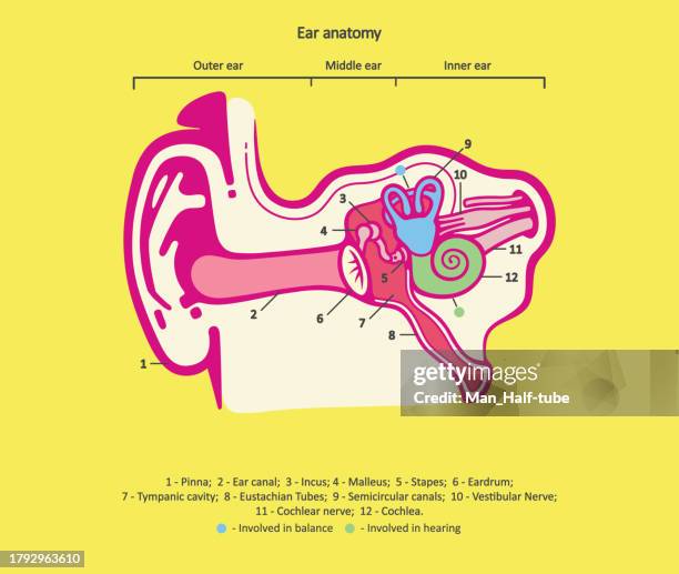 human auditory system - inner ear stock illustrations