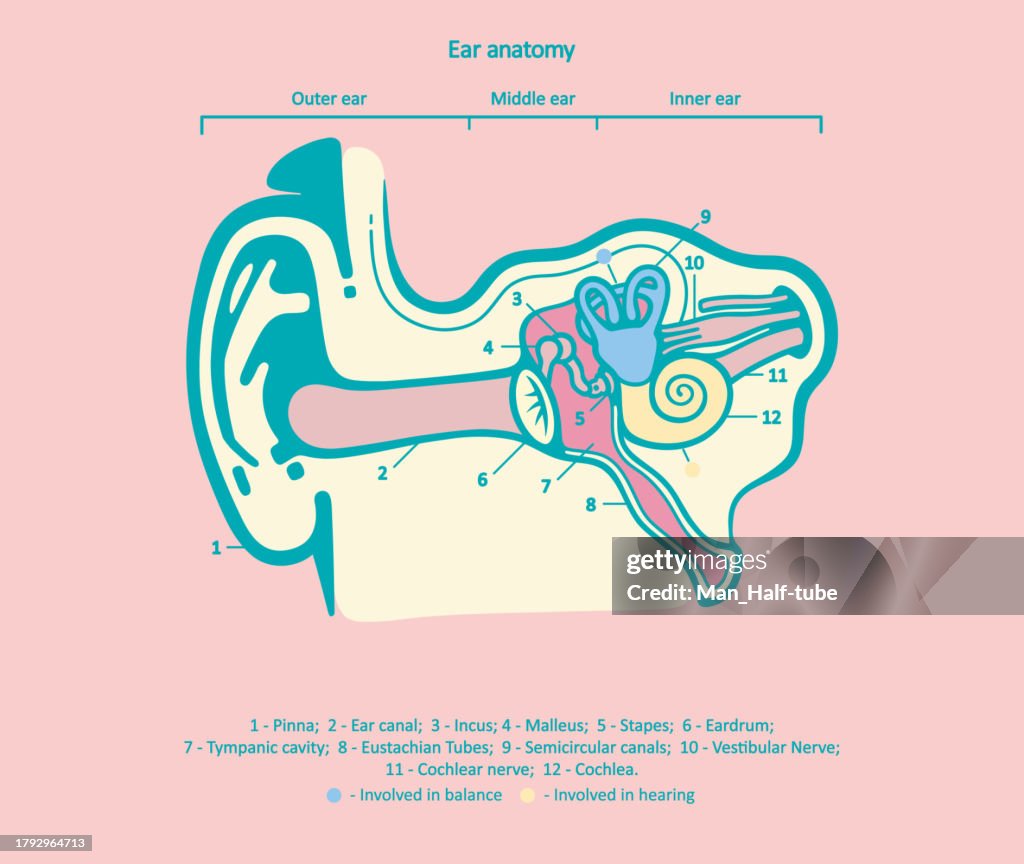 Human auditory system