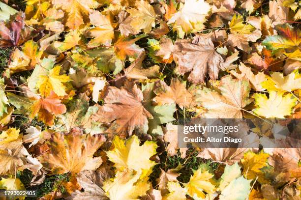 close-up of  deciduous tree leaves on the grass in autumn.  y (platanus  acerifolia, platens hispanic) - platanus acerifolia stock pictures, royalty-free photos & images
