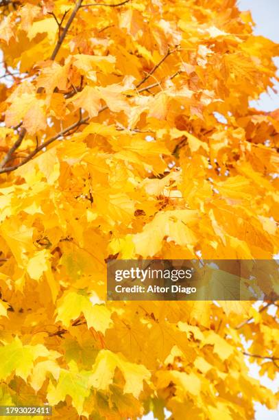 close-up of  deciduous tree  (platanus  acerifolia, platens hispanic) with a warm yellow tone in autumn. austria - platanus acerifolia stock pictures, royalty-free photos & images
