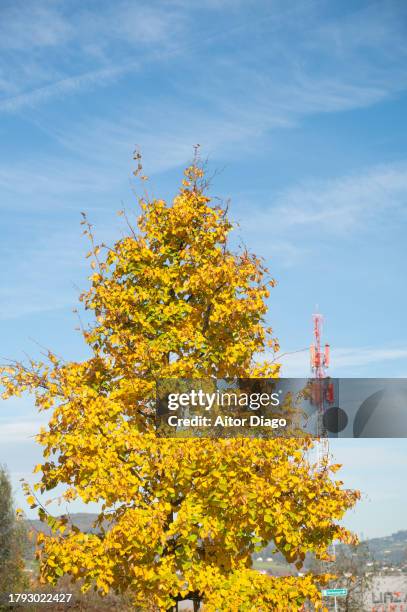 deciduous tree  (platanus  acerifolia, platens hispanic) in autumn. in the background there is an antenna for mobile phones - platanus acerifolia stock pictures, royalty-free photos & images